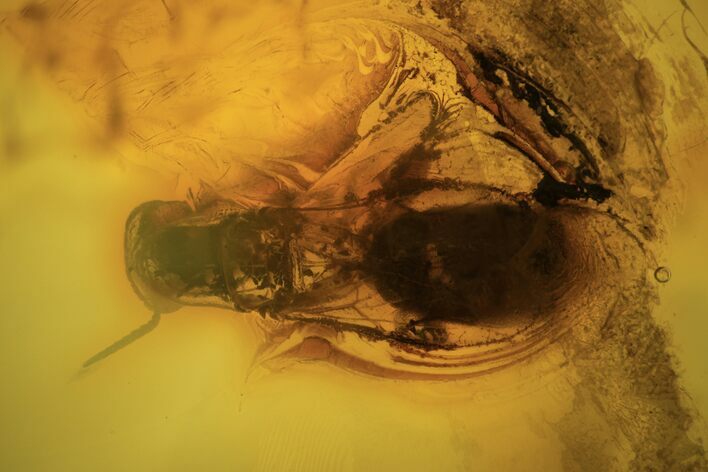 mm Fossil Wasp (Hymenoptera) In Baltic Amber #123406